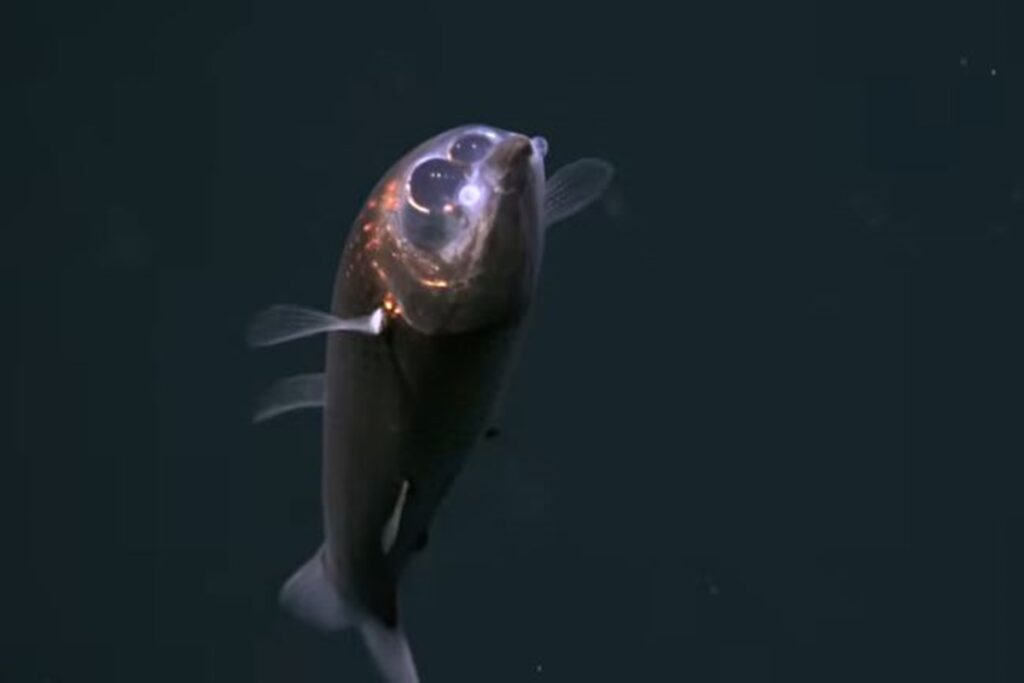 Expedição no Oceano Atlântico faz 1º registro em vídeo de peixe raro expedicao-no-oceano-atlantico-faz-1o-registro-em-video-de-peixe-raro