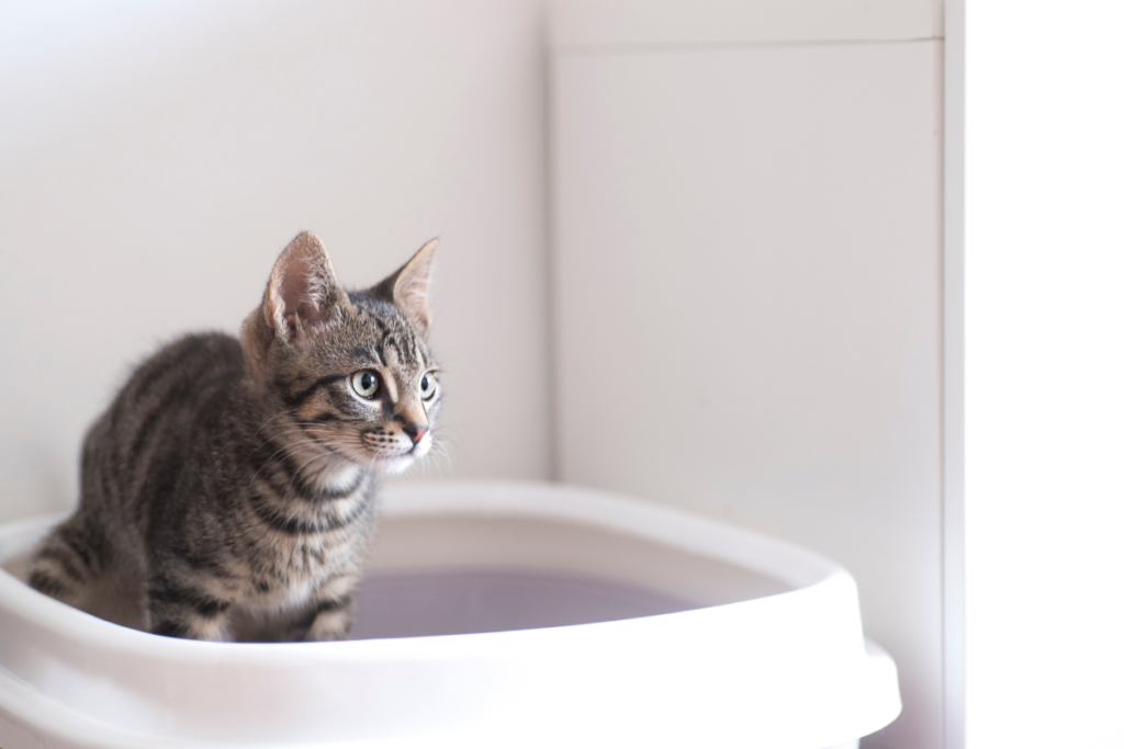 erros-na-escolha-da-caixa-de-areia-geram-estresse-e-doencas-em-gatos