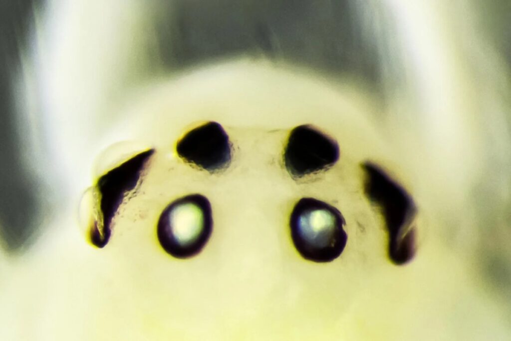 nova-especie-de-aranha-tipica-da-america-e-encontrada-no-himalaia