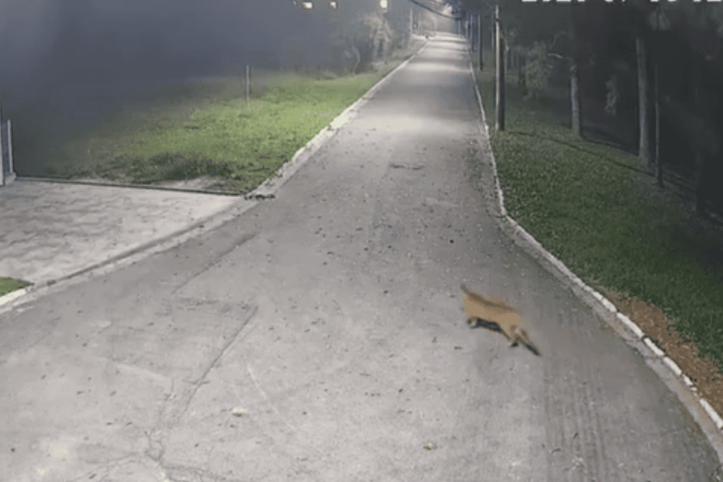 barueri-emite-alerta-apos-onca-parda-ser-vista-em-area-de-condominio