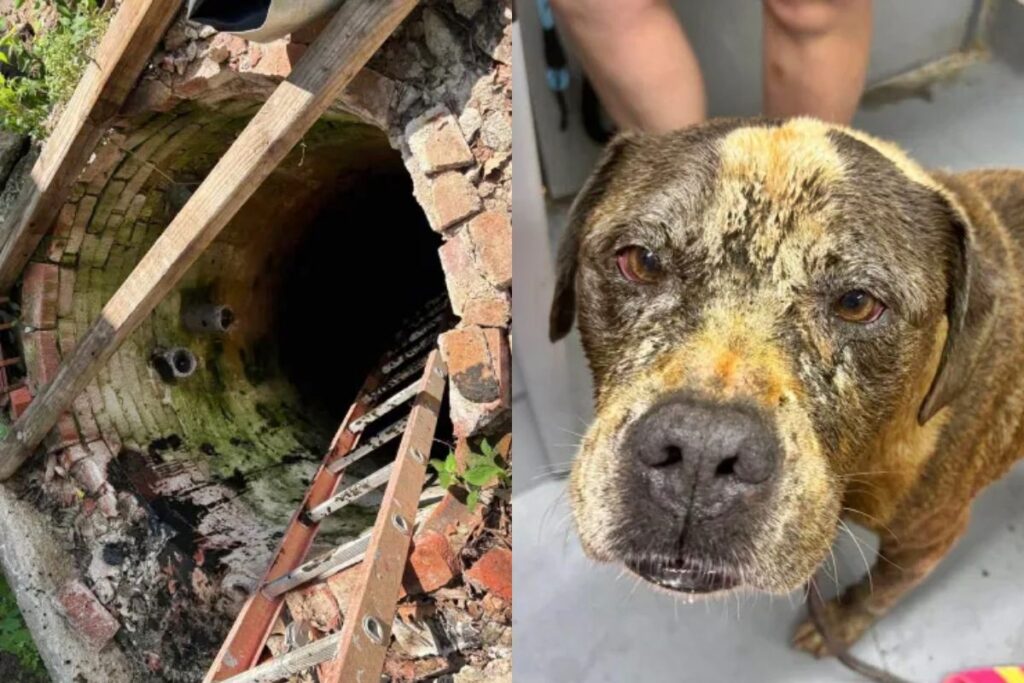 Cão se assusta com fogos de artifício e cai em poço de quase 5 metros cao-se-assusta-com-fogos-de-artificio-e-cai-em-poco-de-quase-5-metros