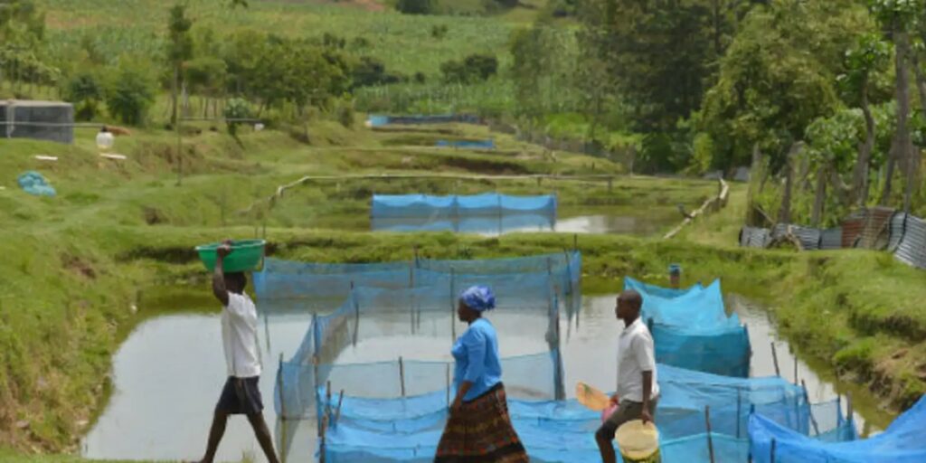 Estudo alerta para avanço de bactéria em criações de peixes estudo-alerta-para-avanco-de-bacteria-em-criacoes-de-peixes