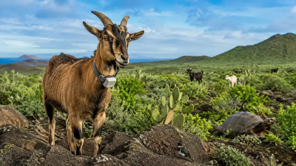 Galápagos colocou cabras para rastrear outras cabras, retirou mais de 140 mil invasoras e viu plantas e aves voltarem a três áreas devastadas