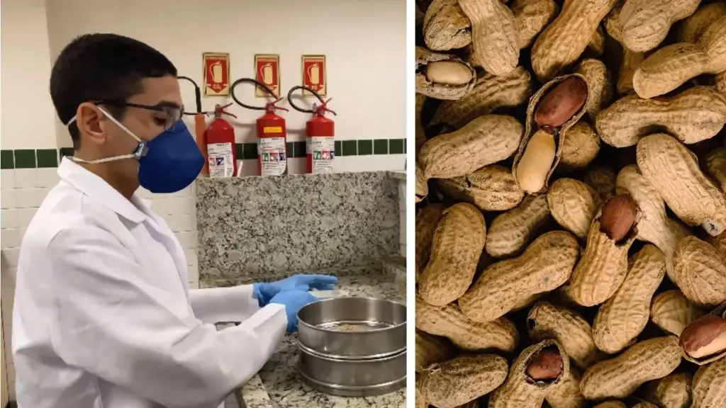 Casca de amendoim cozido virou um filtro sustentável para limpar água contaminada por corante da indústria têxtil: desenvolvido por estudante do IFBA, o biocarvão poroso removeu todo o índigo carmim das soluções menos concentradas e alcançou eficiência semelhante à de um carvão ativado vendido comercialmente