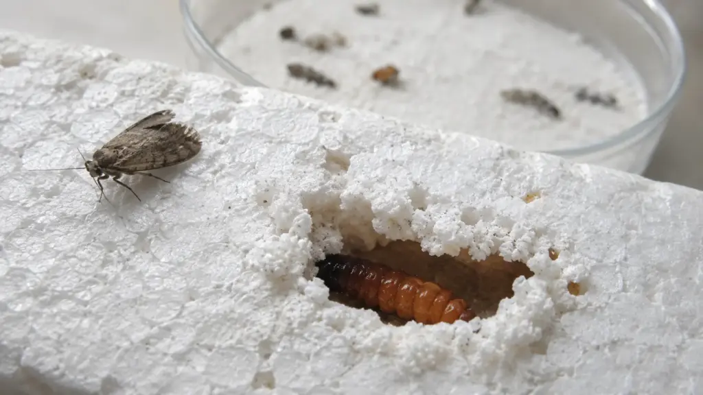 Lagarta que devasta plantações de soja, milho e algodão esconde quatro fungos capazes de degradar isopor dentro do próprio intestino