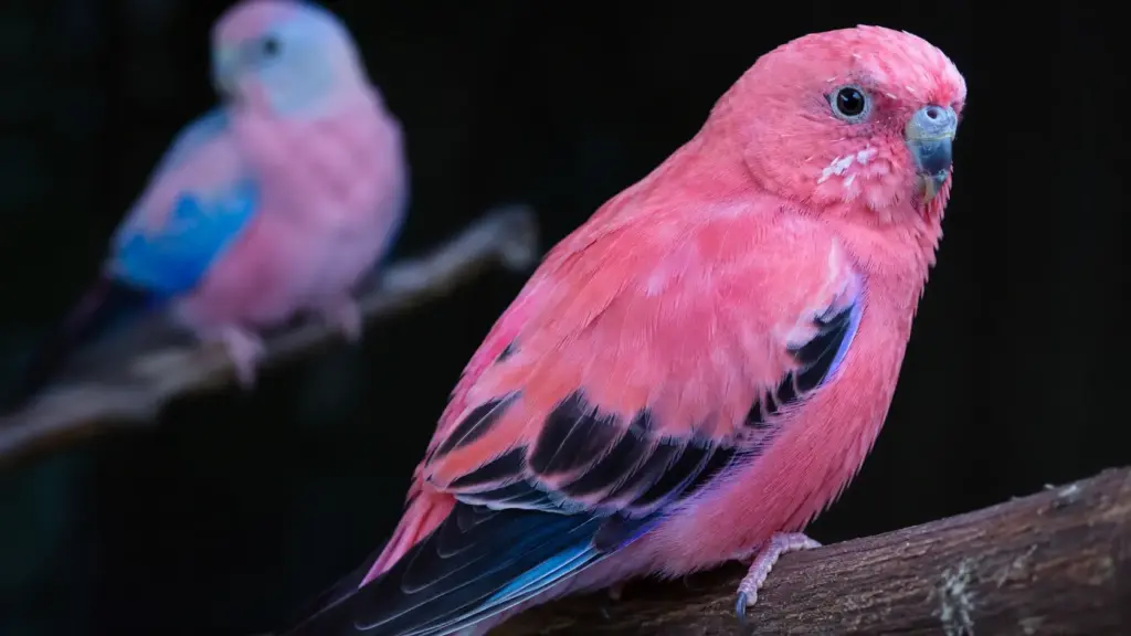 O segredo invisível escondido nas penas das aves surpreende cientistas ao revelar como a plumagem reflete a radiação solar e ajuda espécies a enfrentar tanto o calor extremo quanto o frio congelante