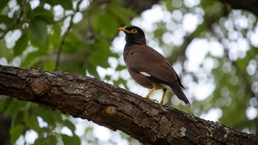 Levado à Austrália para acabar com insetos nas plantações, pássaro se espalha por cidades, invade ninhos e vira ameaça para aves nativas após 160 anos