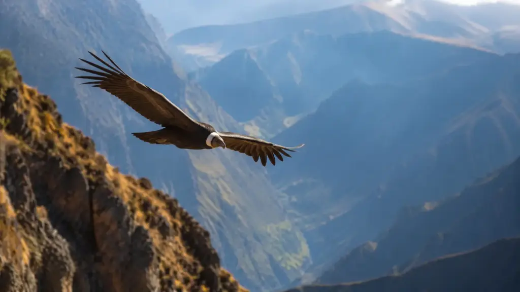 Condores-andinos quase não batem as asas durante viagens gigantescas e podem economizar até 41% de energia ao voar devagar, observar o grupo e aproveitar correntes de ar nos Andes