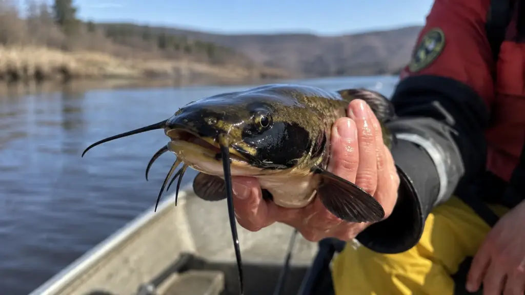 Câncer passa de peixe para peixe, se espalha por lago entre Estados Unidos e Canadá e se torna o quarto tumor transmissível conhecido pela ciência Câncer passa de peixe para peixe, se espalha por lago entre Estados Unidos e Canadá e se torna o quarto tumor transmissível conhecido pela ciência