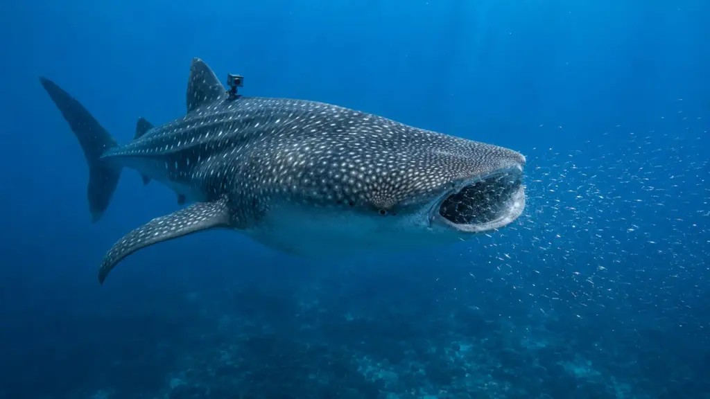 Maior peixe do mundo ganha câmeras nas nadadeiras por 24 horas, mergulha até 70 metros, persegue krill perto do fundo e entrega aos cientistas imagens inéditas que ajudaram a montar o mais abrangente catálogo da espécie, reunindo 36 comportamentos e seis formas de alimentação que ainda não eram conhecidas pela ciência