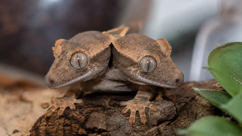 Lagartixa nasce com duas cabeças, recebe o nome de Simon e Garfunkel e surpreende criadores ao completar quatro semanas de vida com apenas 1,8 grama Lagartixa nasce com duas cabeças, recebe o nome de Simon e Garfunkel e surpreende criadores ao completar quatro semanas de vida com apenas 1,8 grama