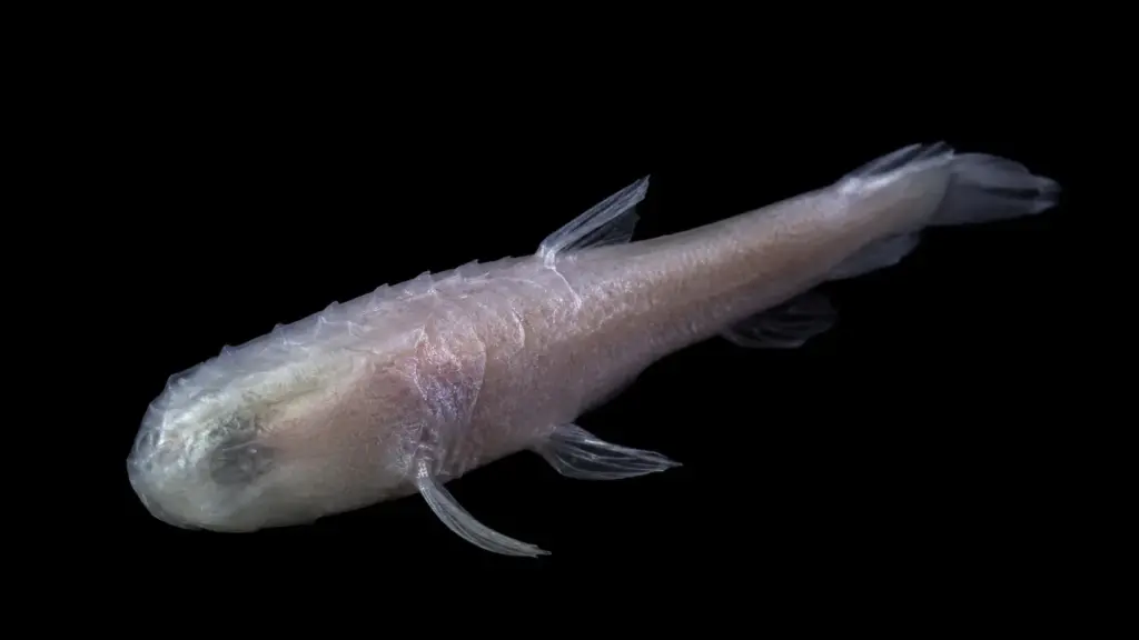 Cientista escorrega em caverna sob antiga base militar, assusta peixe escondido na escuridão e descobre nova espécie sem olhos batizada de “peixe-demônio”