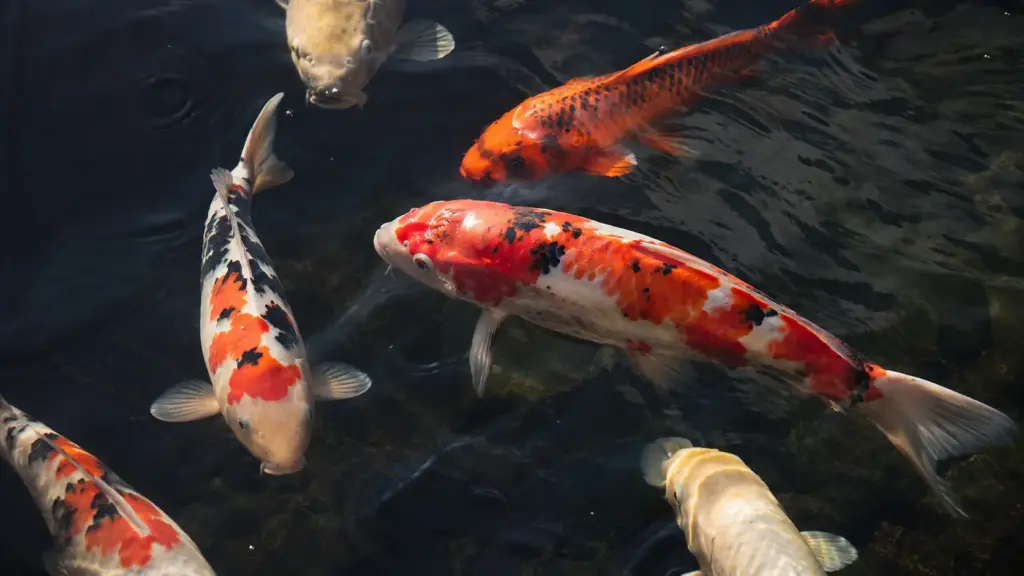 Carpa ornamental comprada por R$ 200 pode passar a valer R$ 3 mil após vencer competições, enquanto exemplares nishikigoi raros chegam a US$ 1,5 milhão