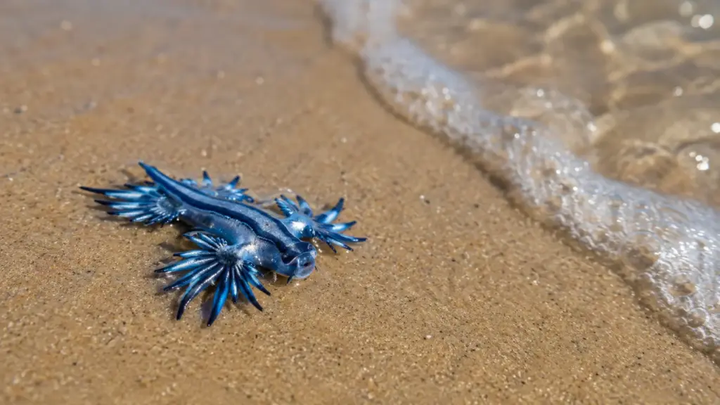 Criatura azul que parece ter saído de um Pokémon surge perto de praias, mede apenas 4 centímetros e armazena células urticantes de caravelas-portuguesas Criatura azul que parece ter saído de um Pokémon surge perto de praias, mede apenas 4 centímetros e armazena células urticantes de caravelas-portuguesas