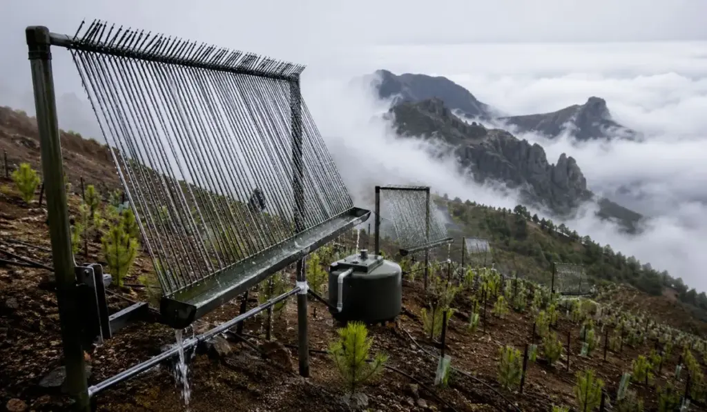Pesquisadores instalaram nas Ilhas Canárias coletores que imitam agulhas de pinheiro, arrancam água da neblina sem eletricidade e irrigam mudas automaticamente; após captar 121,9 mil litros, o sistema ajudou a plantar 15 mil árvores em 35,8 hectares e fez 86% delas sobreviverem, mais que o dobro do método tradicional