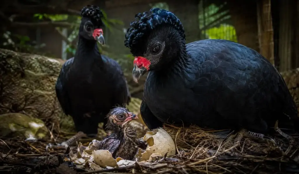 Ave brasileira extinta na natureza desde os anos 1970 sobrevive em pouco mais de 100 exemplares e agora ganha esperança no Zoo de BH após filhote romper sozinho a casca, nascer sem chocadeira e marcar um feito inédito no país na corrida para impedir o desaparecimento definitivo da espécie