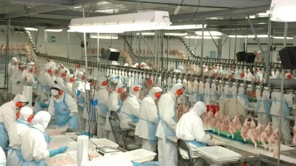 Gigante de alimentos de Santa Catarina está usando uma nova forma de mudar a produção de carnes: a Aurora Coop criou um sistema pioneiro no Brasil que acompanha propriedades, transporte e unidades industriais, transforma indicadores em decisões, corrige falhas e orienta investimentos para tornar toda a cadeia mais eficiente, controlada e alinhada a padrões internacionais Gigante de alimentos de Santa Catarina está usando uma nova forma de mudar a produção de carnes: a Aurora Coop criou um sistema pioneiro no Brasil que acompanha propriedades, transporte e unidades industriais, transforma indicadores em decisões, corrige falhas e orienta investimentos para tornar toda a cadeia mais eficiente, controlada e alinhada a padrões internacionais