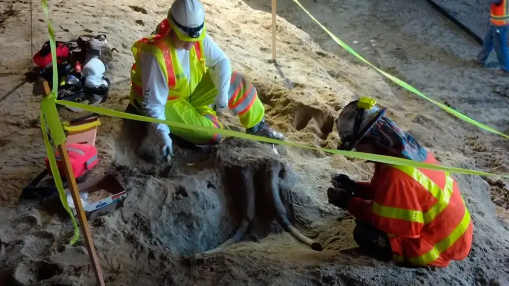 Escavando a 4,5 metros sob uma avenida de Los Angeles, operários pararam a obra do metrô ao encontrar presas, dentes de mastodonte e o crânio de um mamute jovem preservados desde a última Era do Gelo