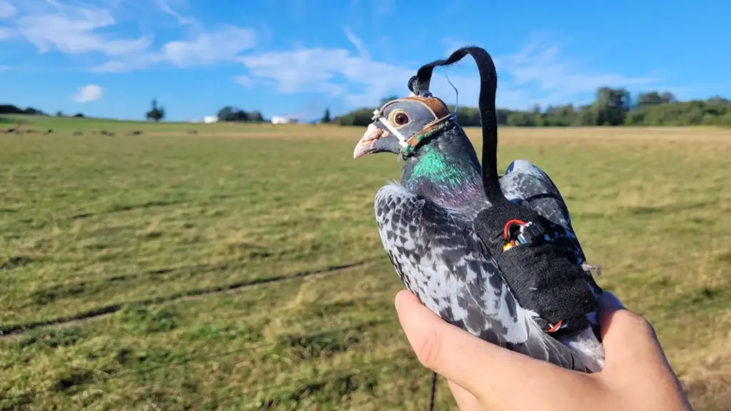 Para prender câmeras minúsculas em pombos, pesquisadores costuraram à mão capuzes e mochilinhas de 27 gramas e descobriram algo que ninguém esperava, os olhos das aves não ficam parados durante o voo, e essa pista pode deixar os drones do futuro bem mais inteligentes