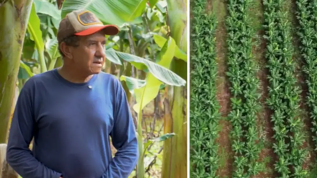 Produtor de Mato Grosso deixa para trás 30 anos cultivando alface, tomate e pimentão, aposta em banana-da-terra com orientação técnica, planta 3 mil covas em sítio de 14 hectares e prepara a primeira colheita de até mil caixas, enquanto planeja ampliar o bananal para 15 mil plantas e nove hectares