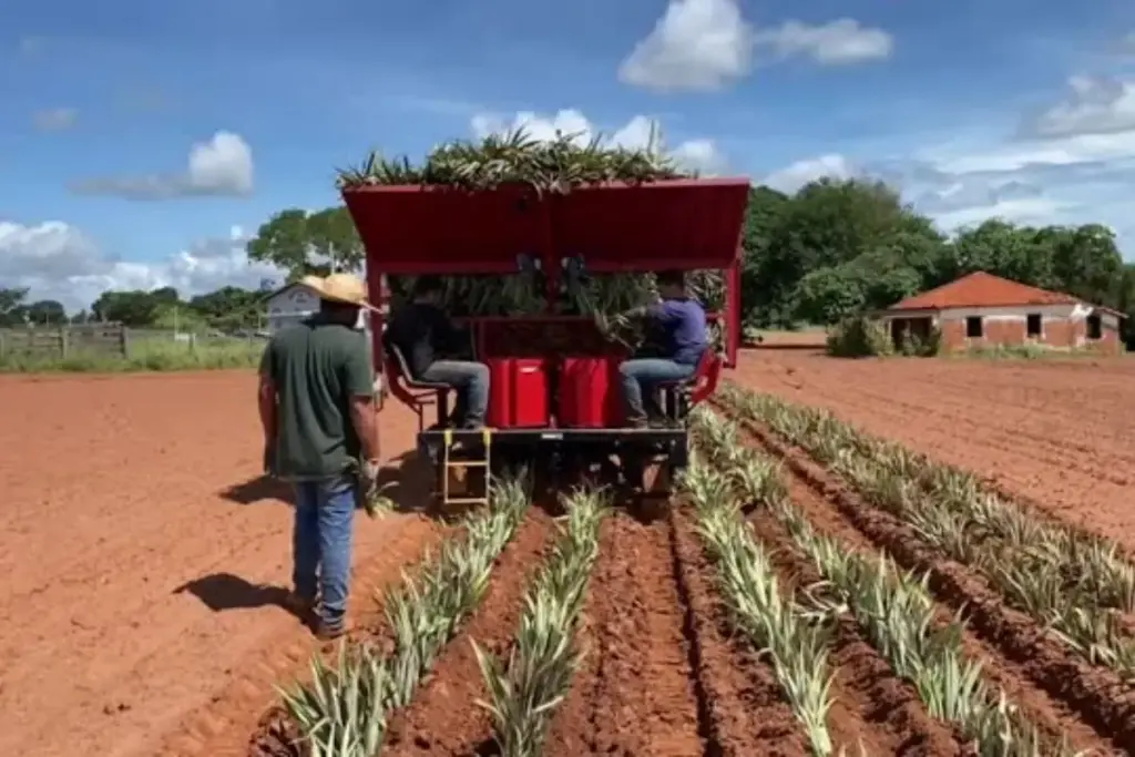 Produtor de Minas não achava máquina para abacaxi, começou a construir as próprias com sucata num galpão de fazenda e hoje produz cinco por mês e exporta para Taiwan