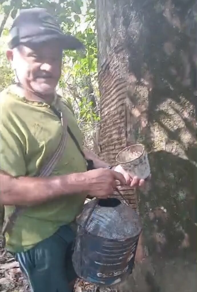 Guajará ( AM) : Seringueiro de 70 anos mantém viva a tradição da extração do látex, o antigo “ouro negro da Amazônia”
