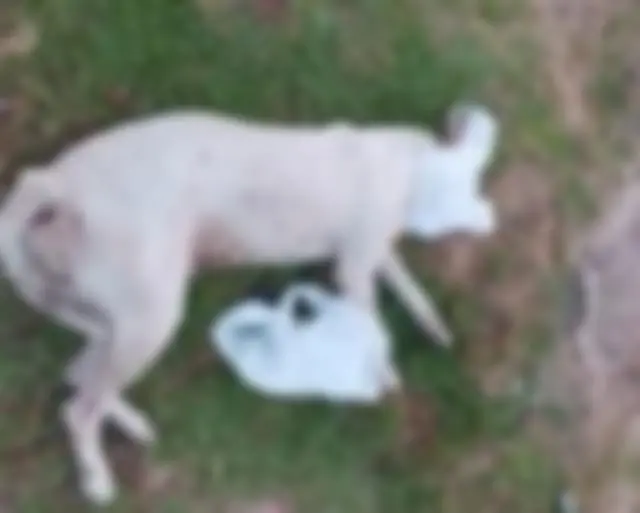 Ônibus atropela cadela no antigo terminal de Cruzeiro do Sul; animal não recebe socorro e morre Ônibus atropela cadela no antigo terminal de Cruzeiro do Sul; animal não recebe socorro e morre