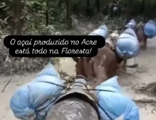 Vídeo expõe o trabalho pesado por trás da colheita de açaí na floresta acreana Vídeo expõe o trabalho pesado por trás da colheita de açaí na floresta acreana