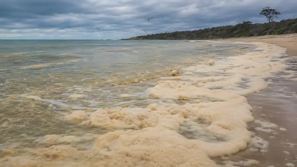 Alga Karenia cristata é considerada a mais perigosa já avaliada pela ciência e pode estar ligada à morte de 1 milhão de animais na Austrália Alga Karenia cristata é considerada a mais perigosa já avaliada pela ciência e pode estar ligada à morte de 1 milhão de animais na Austrália