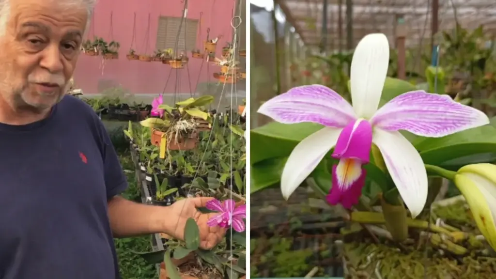 Aposentado transforma paixão por orquídeas em negócio com 20 mil plantas e quer faturar R$ 70 mil em 2026