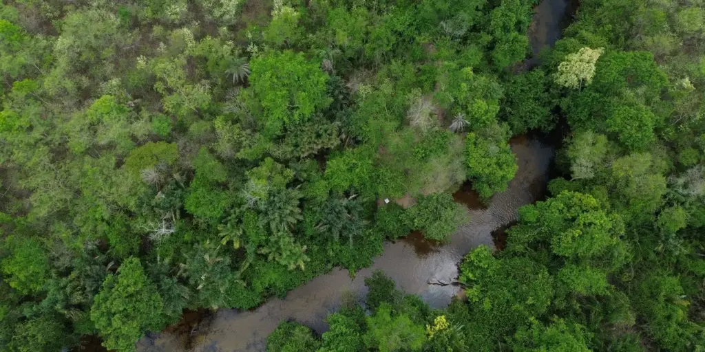 Projeto busca restaurar 600 mil hectares de vegetação nativa no Brasil Projeto busca restaurar 600 mil hectares de vegetação nativa no Brasil