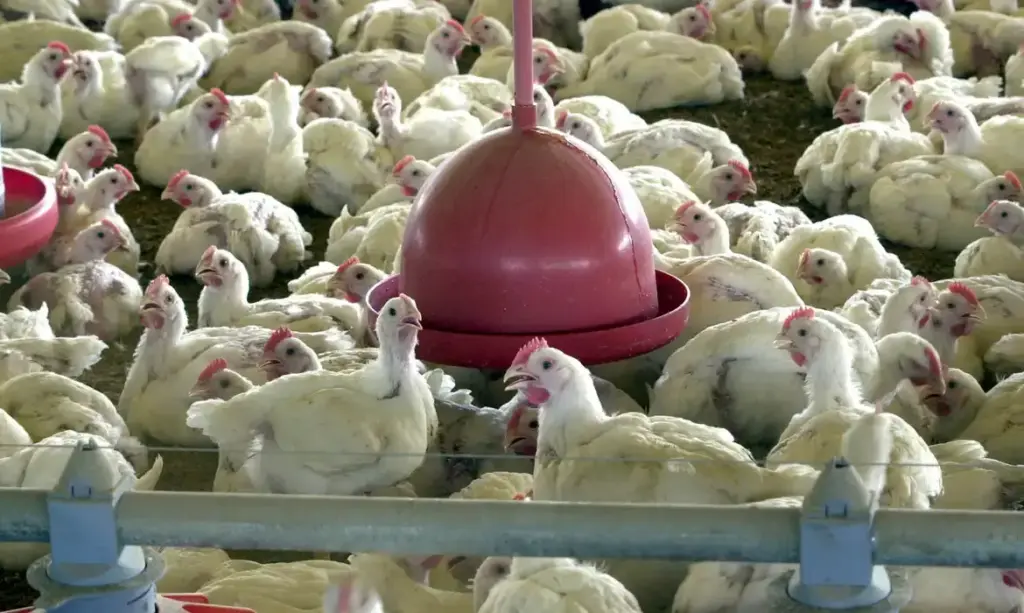 Brasil vê avanço na exportação de carne de frango em 2026 apesar de UE e da guerra