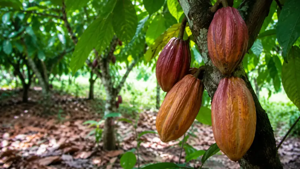 El Niño pode virar o mercado global de cacau de cabeça para baixo: StoneX reduz drasticamente a previsão de superávit para 2026/27, alerta para risco climático na África Ocidental e revisa as perspectivas dos maiores produtores mundiais El Niño pode virar o mercado global de cacau de cabeça para baixo: StoneX reduz drasticamente a previsão de superávit para 2026/27, alerta para risco climático na África Ocidental e revisa as perspectivas dos maiores produtores mundiais