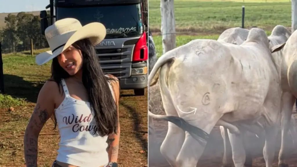 Gado vindo do Paraguai marca nova fase de Ana Castela: pai da cantora atravessa a fronteira para escolher pessoalmente o rebanho da Fazenda Boiadeira em MS e revela detalhes do projeto no agronegócio