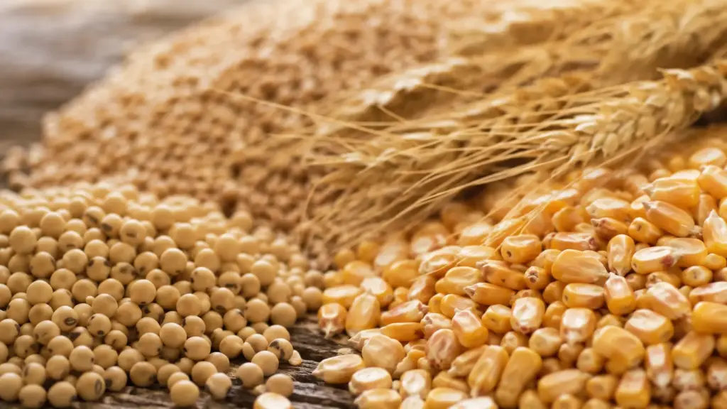 O mercado de grãos ficou de cabeça para baixo: milho despenca na Bolsa de Chicago, soja perde força, trigo avança e os relatórios do USDA e da Conab podem redesenhar os preços no Brasil e no mundo