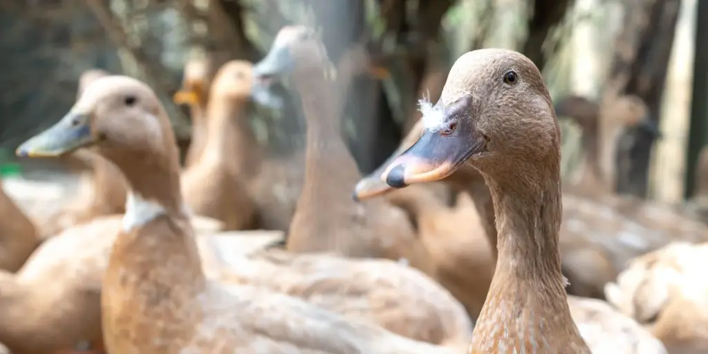 Sanciona lei que proíbe produção e comercialização de fois gras Sanciona lei que proíbe produção e comercialização de fois gras