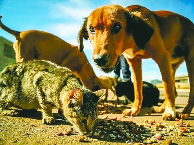 Acre sanciona novas leis para fortalecer vacinação pet e proteger quem alimenta animais de rua Acre sanciona novas leis para fortalecer vacinação pet e proteger quem alimenta animais de rua