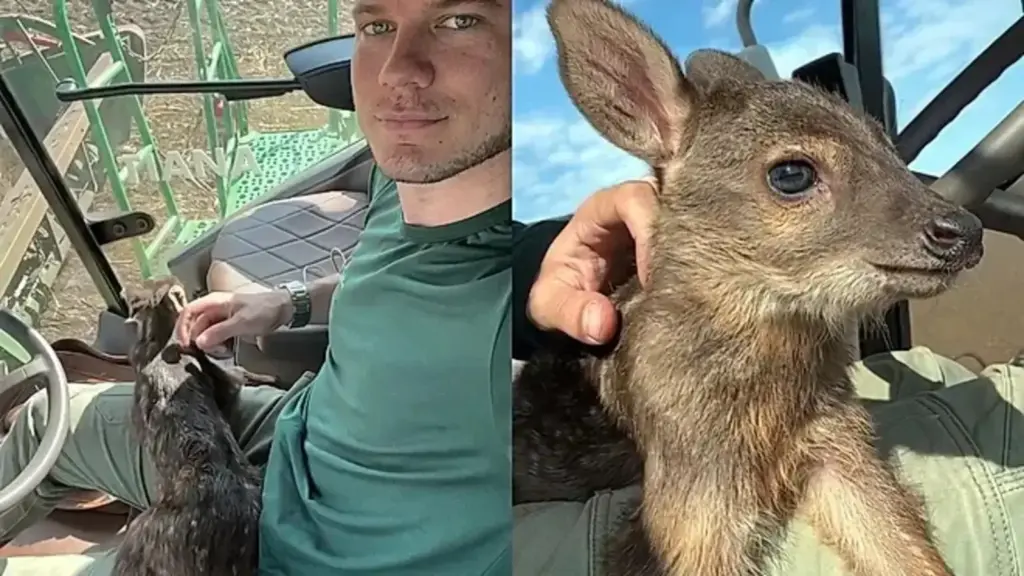 Enquanto trabalhava na lavoura, agrônomo encontra filhote de veado sozinho, leva o pequeno na colheitadeira e vive surpresa ao avistar a mãe, que aguardava a poucos metros no campo