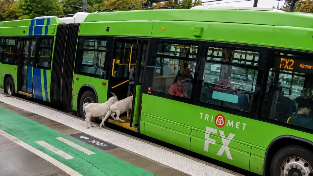 Dois bodes escaparam de casa, entraram em um ônibus de Portland às 7h40, surpreenderam passageiros, saíram antes da partida e voltaram ao dono Dois bodes escaparam de casa, entraram em um ônibus de Portland às 7h40, surpreenderam passageiros, saíram antes da partida e voltaram ao dono