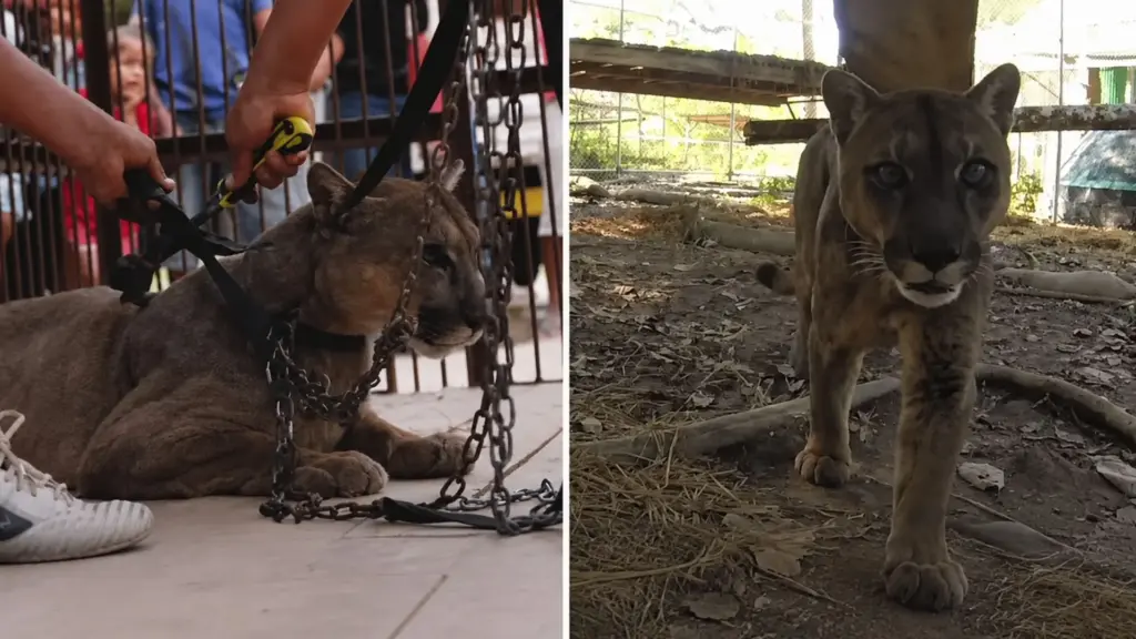 Acorrentado à carroceria de uma caminhonete por 20 anos e obrigado a viajar com um circo peruano, leão-da-montanha Mufasa foi o último animal selvagem retirado dos picadeiros do país e ganhou um recinto próprio em uma reserva da Amazônia