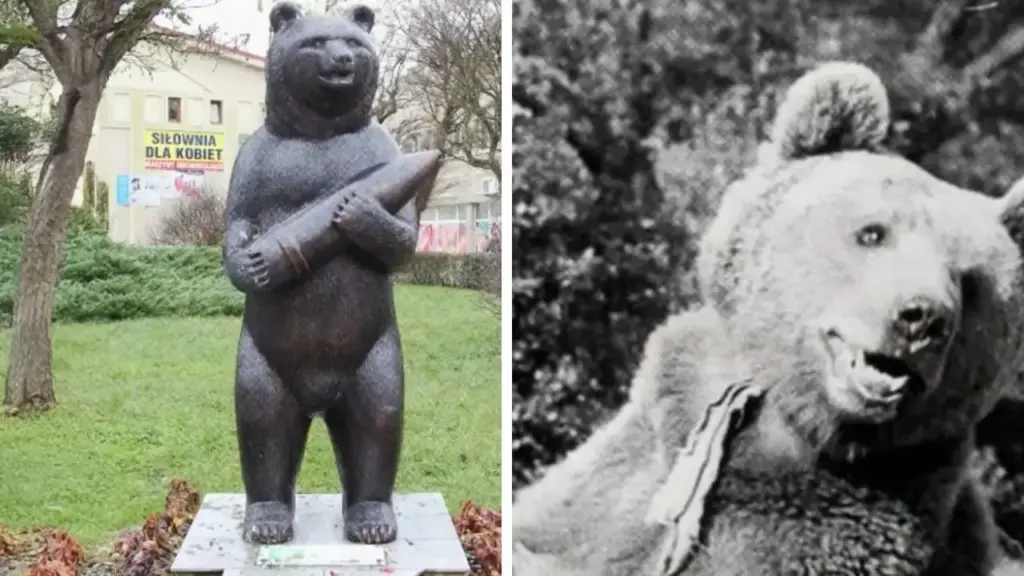 Adotado ainda filhote por soldados poloneses no Irã, urso Wojtek foi oficialmente alistado no Exército durante a Segunda Guerra Mundial, acompanhou a tropa até a Itália e ficou conhecido por carregar caixas de munição na Batalha de Monte Cassino, antes de terminar a vida em um zoológico na Escócia Adotado ainda filhote por soldados poloneses no Irã, urso Wojtek foi oficialmente alistado no Exército durante a Segunda Guerra Mundial, acompanhou a tropa até a Itália e ficou conhecido por carregar caixas de munição na Batalha de Monte Cassino, antes de terminar a vida em um zoológico na Escócia