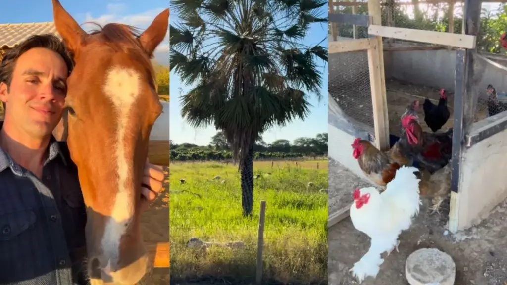 Aos 40 anos, Daniel Cady passou a viver em um sítio na Bahia após o fim do casamento de 17 anos com Ivete Sangalo, transformou a propriedade comprada na pandemia em agrofloresta com cacau, árvores frutíferas, abelhas e galinhas e mantém três cavalos destinados aos filhos em uma rotina ligada ao campo e à natureza Aos 40 anos, Daniel Cady passou a viver em um sítio na Bahia após o fim do casamento de 17 anos com Ivete Sangalo, transformou a propriedade comprada na pandemia em agrofloresta com cacau, árvores frutíferas, abelhas e galinhas e mantém três cavalos destinados aos filhos em uma rotina ligada ao campo e à natureza