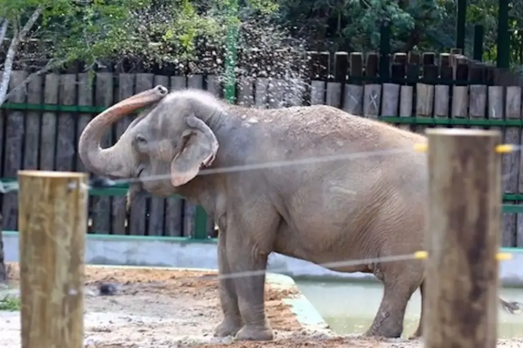 Aos 46 anos e depois de passar 40 deles em circos, elefanta Lady resgatada pelo Ibama esperava num zoológico da Paraíba em condições precárias a vaga que faria dela a nova moradora do santuário na Chapada dos Guimarães Aos 46 anos e depois de passar 40 deles em circos, elefanta Lady resgatada pelo Ibama esperava num zoológico da Paraíba em condições precárias a vaga que faria dela a nova moradora do santuário na Chapada dos Guimarães
