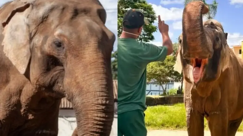 Após 44 anos vivendo em zoológico de São Paulo e seis anos sozinho desde a morte da companheira, elefante Sandro será levado por terra até santuário em Mato Grosso, onde encontrará espaço maior e outros elefantes, em operação com caixa climatizada, guindaste e prazo determinado pela Justiça para setembro