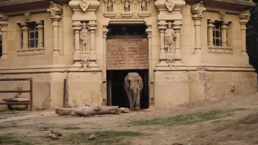 Após mais de 30 anos em cativeiro em Buenos Aires, elefanta Pupy deixou a Argentina aos 35 anos e iniciou uma viagem terrestre de 2.700 quilômetros em caixa especial, acompanhada por veterinários e tratadores, até um santuário de mais de mil hectares em Mato Grosso, onde começou uma nova fase longe do zoológico