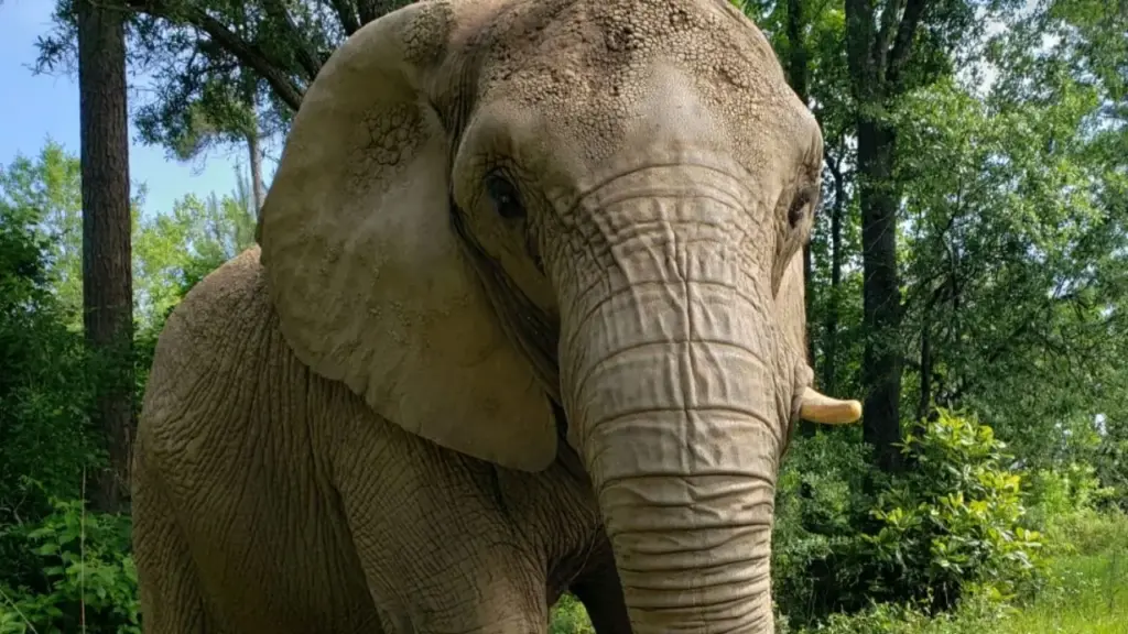 Após viver quase 35 anos sozinha em zoológico de Porto Rico, elefanta Mundi deixou um recinto de cerca de 1.400 metros quadrados, embarcou em um Boeing 747 e foi levada aos 41 anos para um santuário na Geórgia, onde passou a ter espaço para adaptação e convivência com outros elefantes
