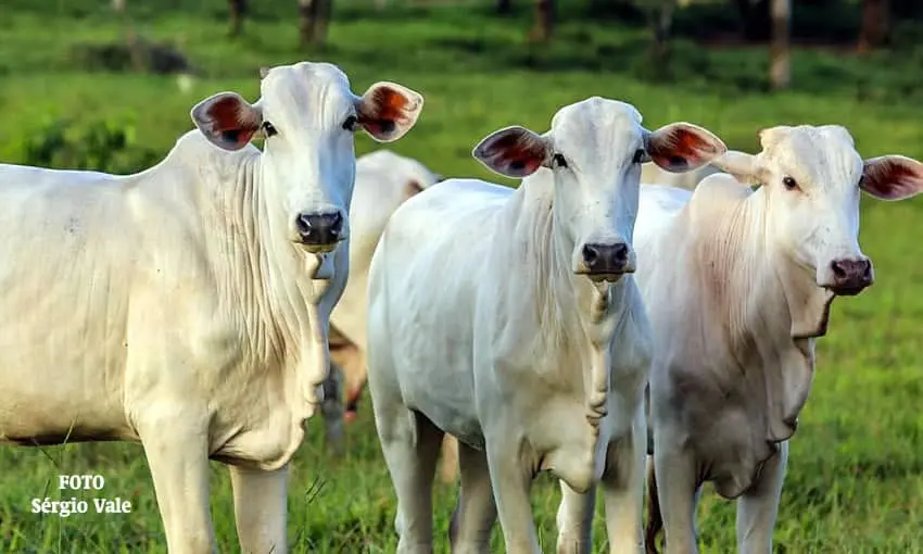 Preço do gado de reposição no Acre mostra diferença entre categorias Preço do gado de reposição no Acre mostra diferença entre categorias