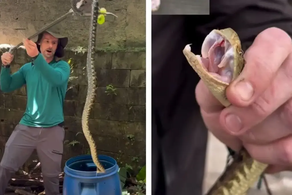Biólogo resgatou uma jararaca em Jaraguá do Sul, revelou até onde chega o bote da cobra que mais causa acidentes na região e avisou o que fazer nos primeiros minutos depois de ser picado Biólogo resgatou uma jararaca em Jaraguá do Sul, revelou até onde chega o bote da cobra que mais causa acidentes na região e avisou o que fazer nos primeiros minutos depois de ser picado