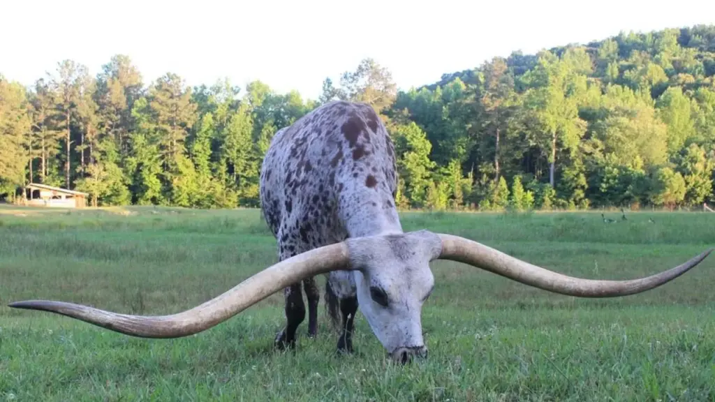 Boi Longhorn criado desde filhote no Alabama desenvolve chifres de 3,23 metros de ponta a ponta, ultrapassa o recordista anterior e entra para o Guinness com uma galhada tão larga que supera a largura do rosto da Estátua da Liberdade, transformando-se em atração para moradores e visitantes da região Boi Longhorn criado desde filhote no Alabama desenvolve chifres de 3,23 metros de ponta a ponta, ultrapassa o recordista anterior e entra para o Guinness com uma galhada tão larga que supera a largura do rosto da Estátua da Liberdade, transformando-se em atração para moradores e visitantes da região
