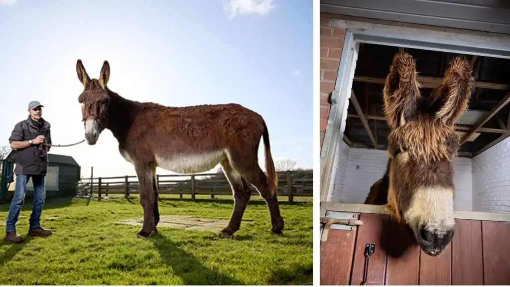 Burro gigante atinge 1,67 metro de altura, conquista o título de mais alto do mundo no Guinness e divide o estábulo com Bambou, outro recordista que possui orelhas de 35 centímetros, em um santuário no Reino Unido onde a dupla virou atração e ajuda a sustentar dezenas de animais Burro gigante atinge 1,67 metro de altura, conquista o título de mais alto do mundo no Guinness e divide o estábulo com Bambou, outro recordista que possui orelhas de 35 centímetros, em um santuário no Reino Unido onde a dupla virou atração e ajuda a sustentar dezenas de animais